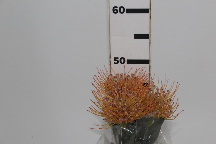 <h4>PROTEA LEUCOSPERMUM BICOLOR</h4>