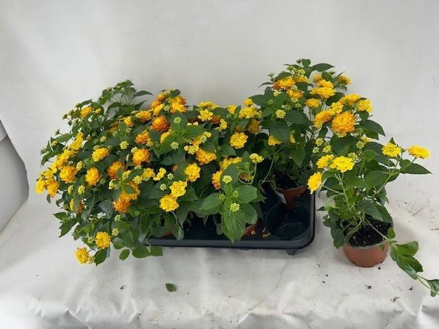 <h4>LANT C HAVANA ORANGE</h4>
