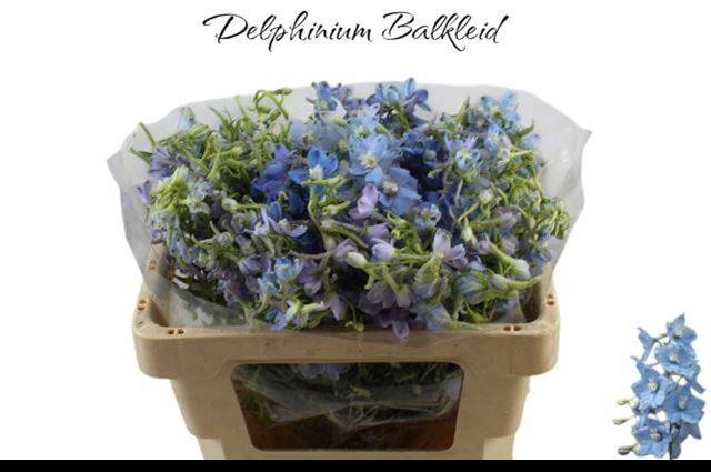 <h4>DELPH EN BALLKLEID</h4>