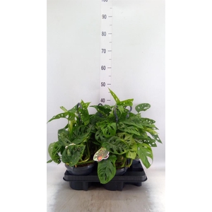 Monstera obliqua 'Leichtlinii'