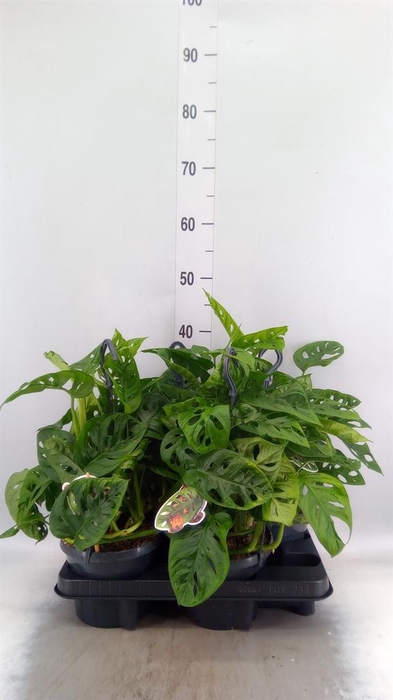 <h4>Monstera obliqua 'Leichtlinii'</h4>