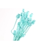 Papaver Blue Light