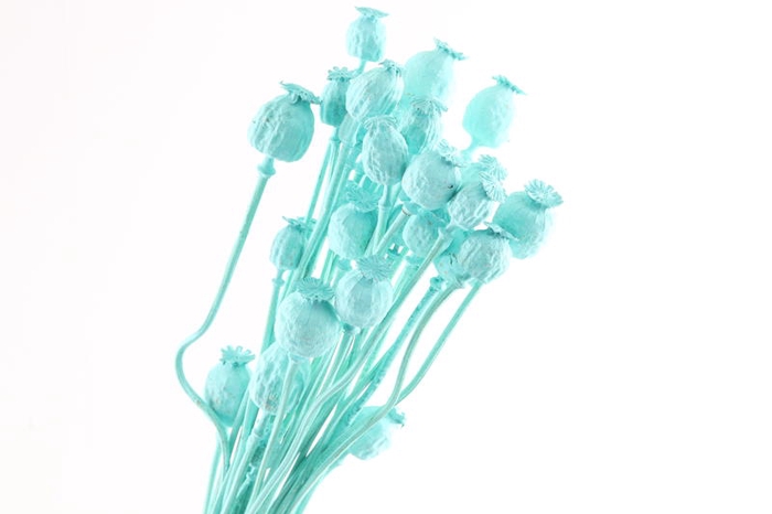 Papaver Blue Light