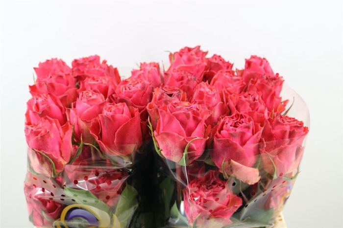 <h4>R Gr Hot Carpediem Ll</h4>