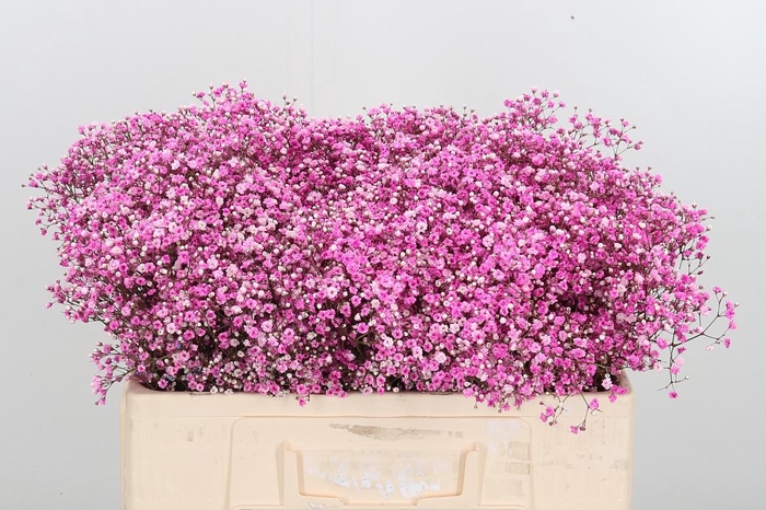 <h4>Gyps Painted Cherry</h4>