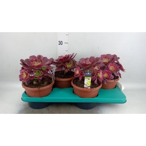 Aeonium   ...