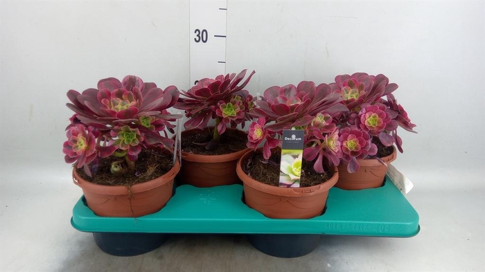 <h4>Aeonium ...</h4>