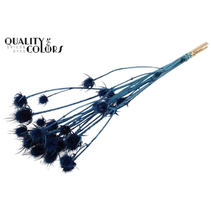 Cardi Distel Bleached 5pc/bunch 70cm Dark Blue