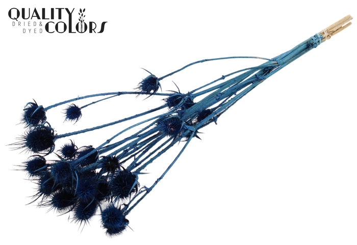 <h4>Cardi Distel Bleached 5pc/bunch 70cm Dark Blue</h4>