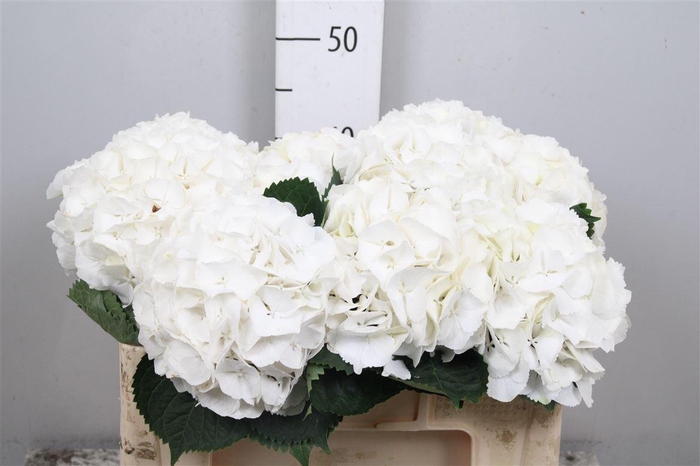 <h4>Hydr M My Akito</h4>