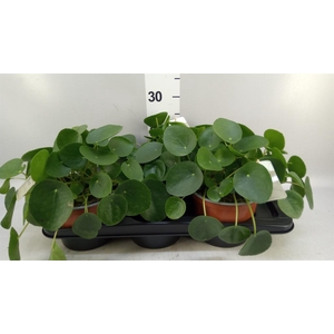 Pilea peperomioides