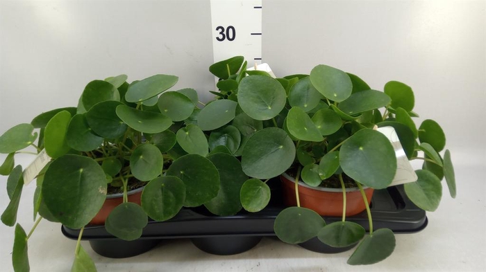 <h4>Pilea peperomioides</h4>