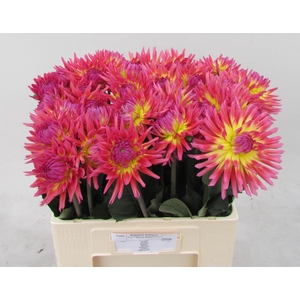 Dahlia Karma Sangria Koppert
