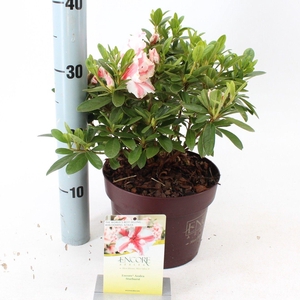 Rhododendron ENCORE® Autumn Starburst ('Robleze'PBR) nieuw