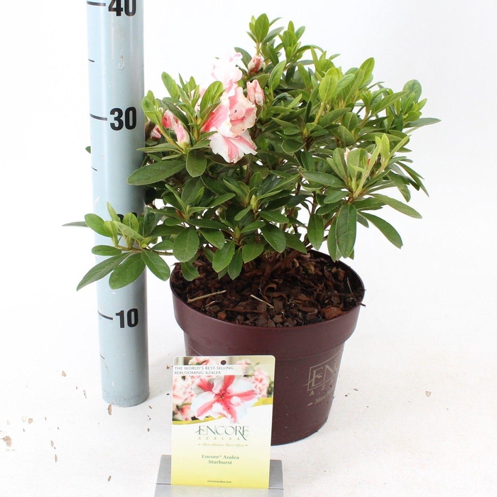 <h4>Rhododendron ENCORE® Autumn Starburst ('Robleze'PBR) nieuw</h4>