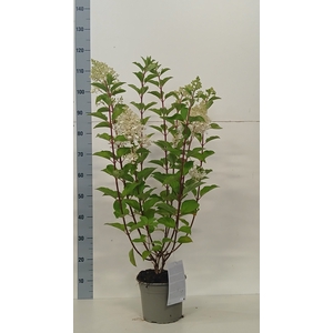 HYDR PANICULATA