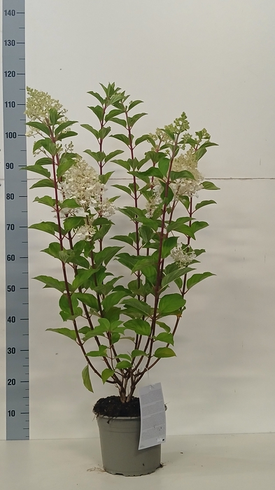 <h4>HYDR PANICULATA</h4>