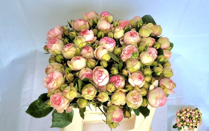 <h4>R TR BRIDAL PIANO</h4>