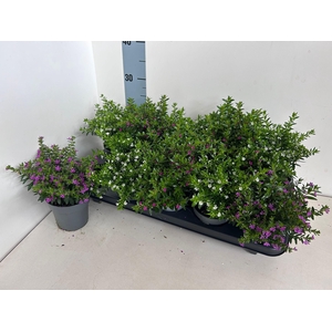 CUPH HYSSOPIFOLIA