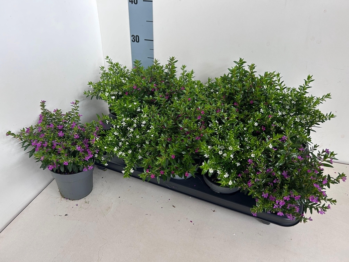 <h4>CUPH HYSSOPIFOLIA</h4>