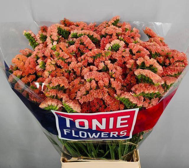 <h4>LIMONIUM SINUATUM 'ROYAL ORANGE'</h4>