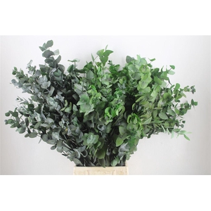 Pres Euca Cinerea Green 150gr P Bunch