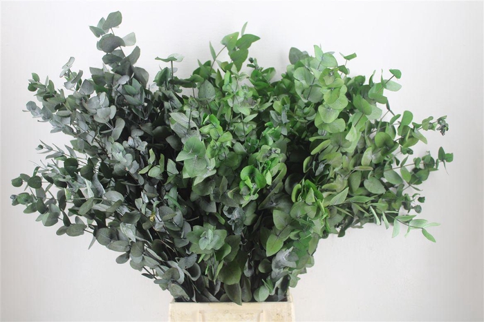 <h4>Pres Euca Cinerea Green 150gr P Bunch</h4>