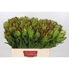 Leucadendron Goldstrike