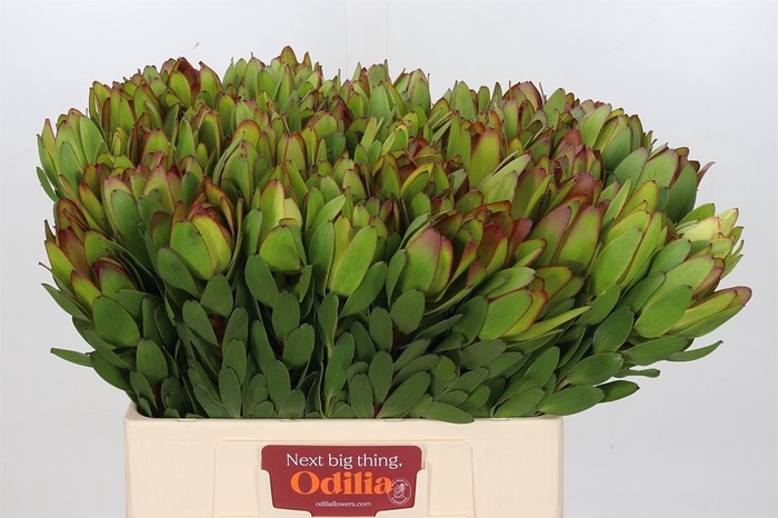 <h4>Leucadendron Goldstrike</h4>