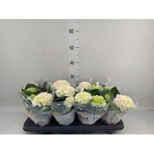 Hydrangea mac. 'Hi Diamond'