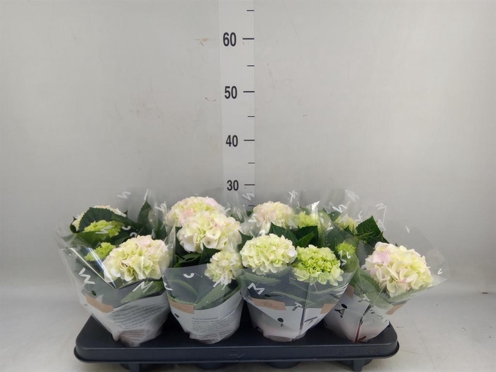 <h4>Hydrangea mac. 'Hi Diamond'</h4>