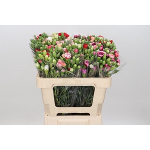 Dianthus Sp Mix Rainbow