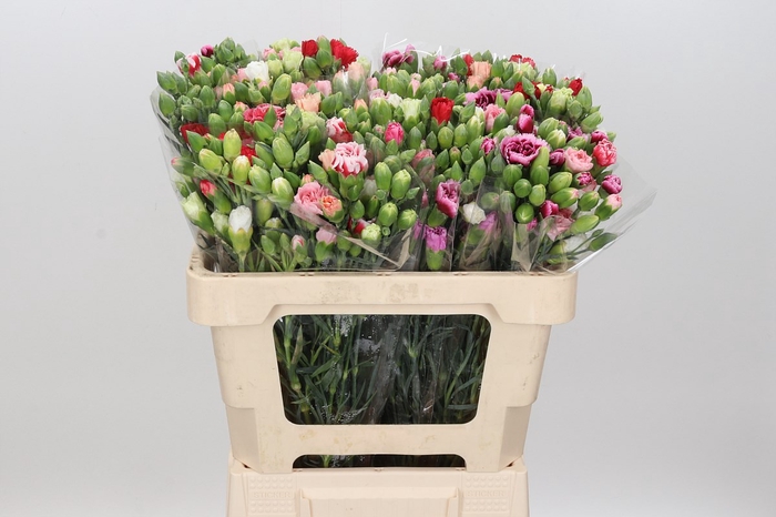 Dianthus Sp Mix Rainbow