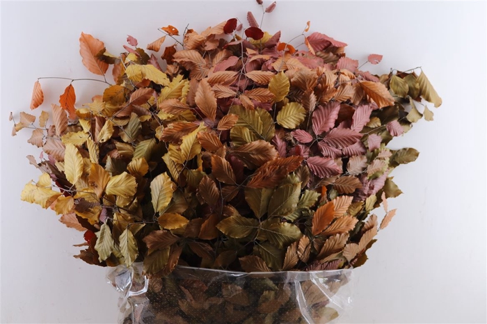 <h4>Pres Beuk Autumn P Bunch</h4>
