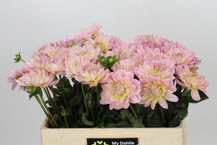 <h4>Dahlia Dianas Memory</h4>