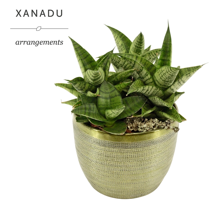 <h4>Xanadu Buenos Aires</h4>