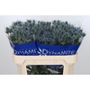 Eryngium Blue Dynamite