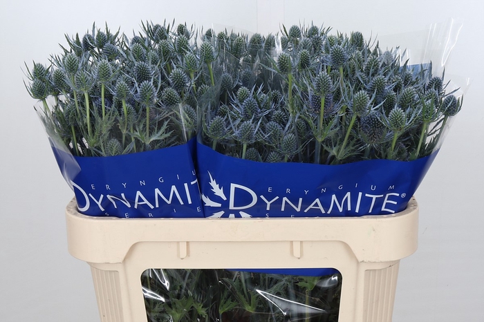 Eryngium Blue Dynamite