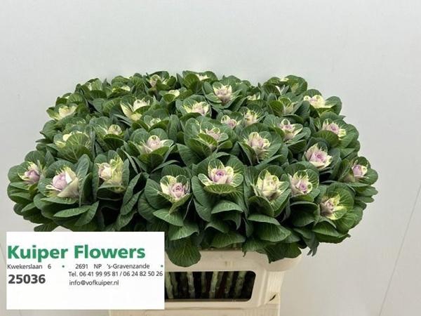 <h4>BRASS WHITE CRANE</h4>