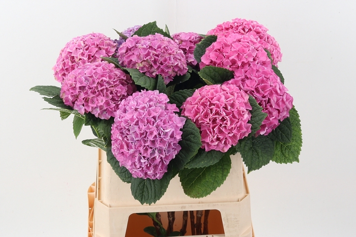 <h4>Hydr M Mag Opal Pink</h4>