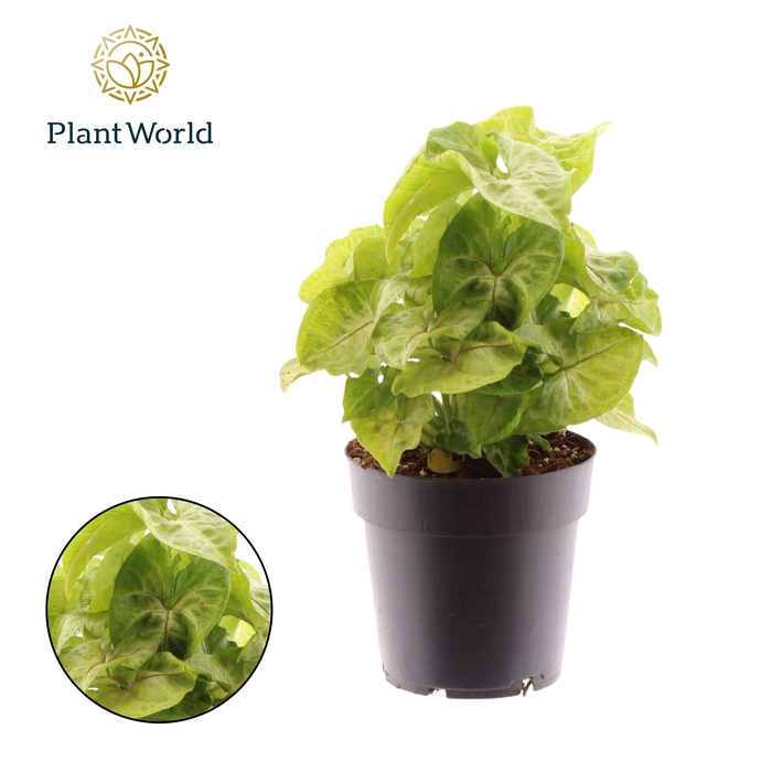 <h4>Syngonium Golden Feel Green</h4>