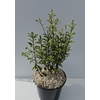 Pittosporum tenuifolium