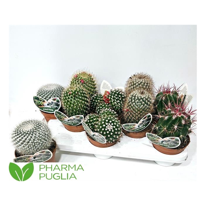 <h4>Cactus mix 12Ø 15cm</h4>