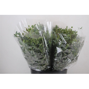 Euca Parvifolia Short 150gr P Bunch