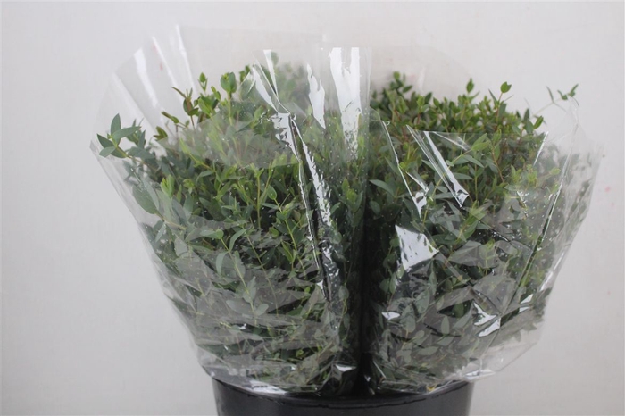 <h4>Euca Parvifolia Short 150gr P Bunch</h4>