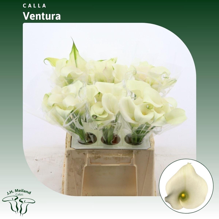 <h4>Calla Ventura</h4>