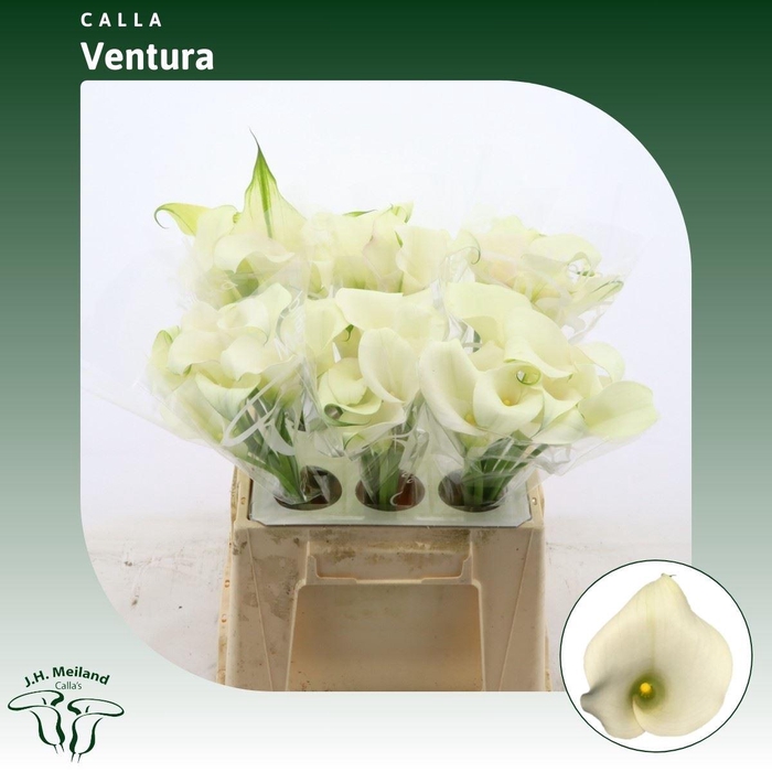 <h4>Calla Ventura</h4>