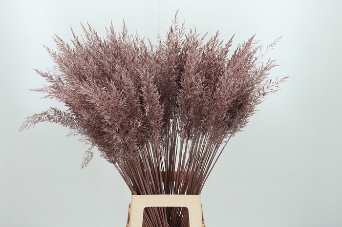 <h4>Calamagrostis Kl Bh Rose Goud</h4>