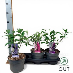 Buddleja Dav. Mix P19