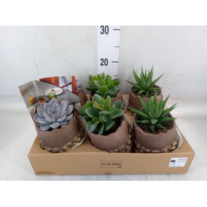 Arr.  Succulents L%